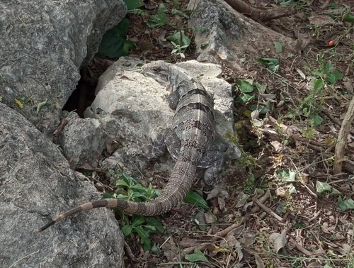 Iguana negra de cola espinosa