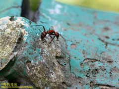 Camponotus habereri