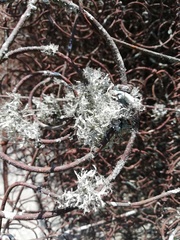 Leucodermia guzmaniana
