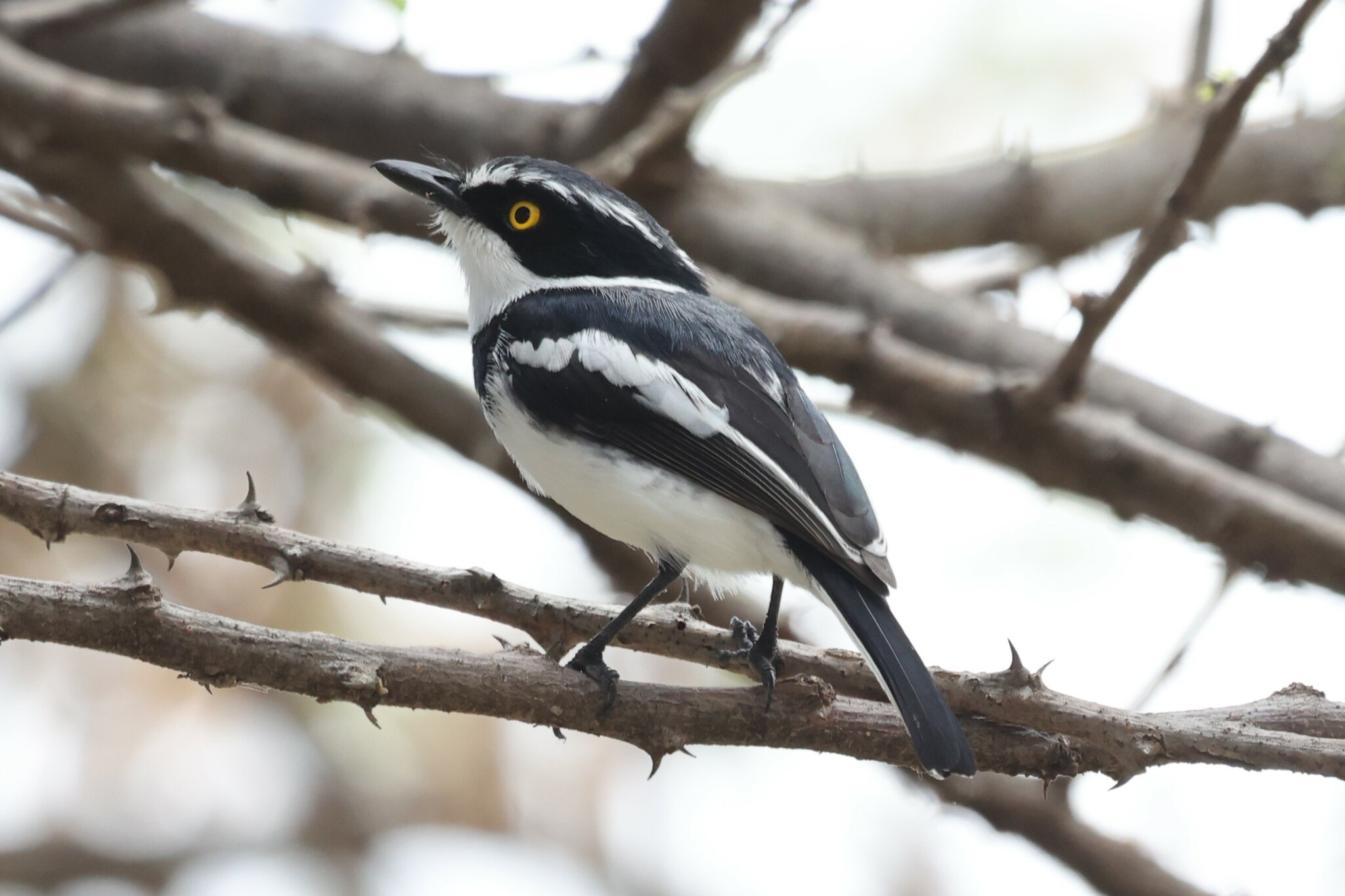 Western Black-headed Batis (Batis erlangeri), photo 3