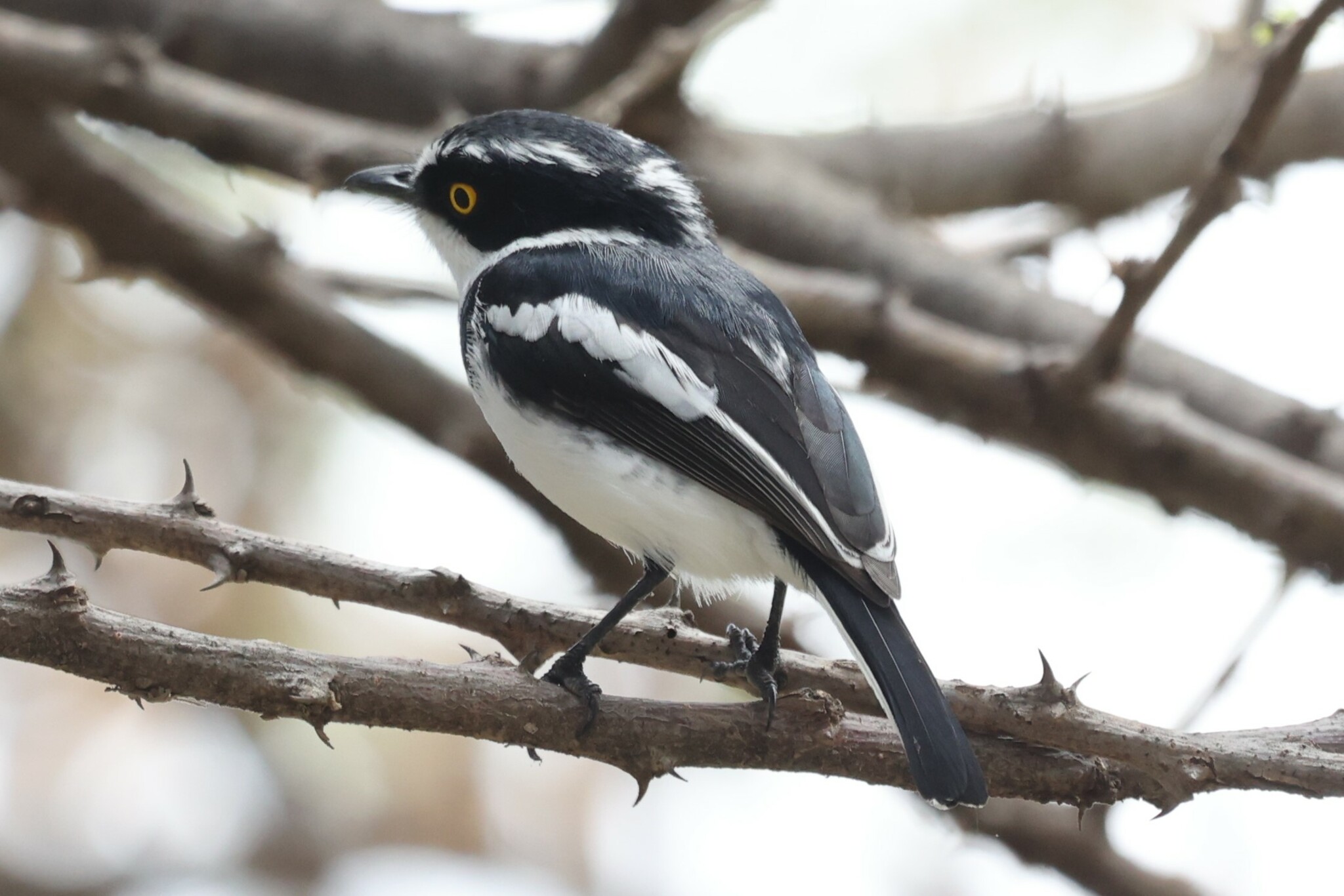 Western Black-headed Batis (Batis erlangeri), photo 4
