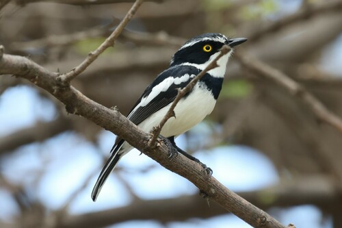 Western Black-headed Batis (Batis erlangeri)