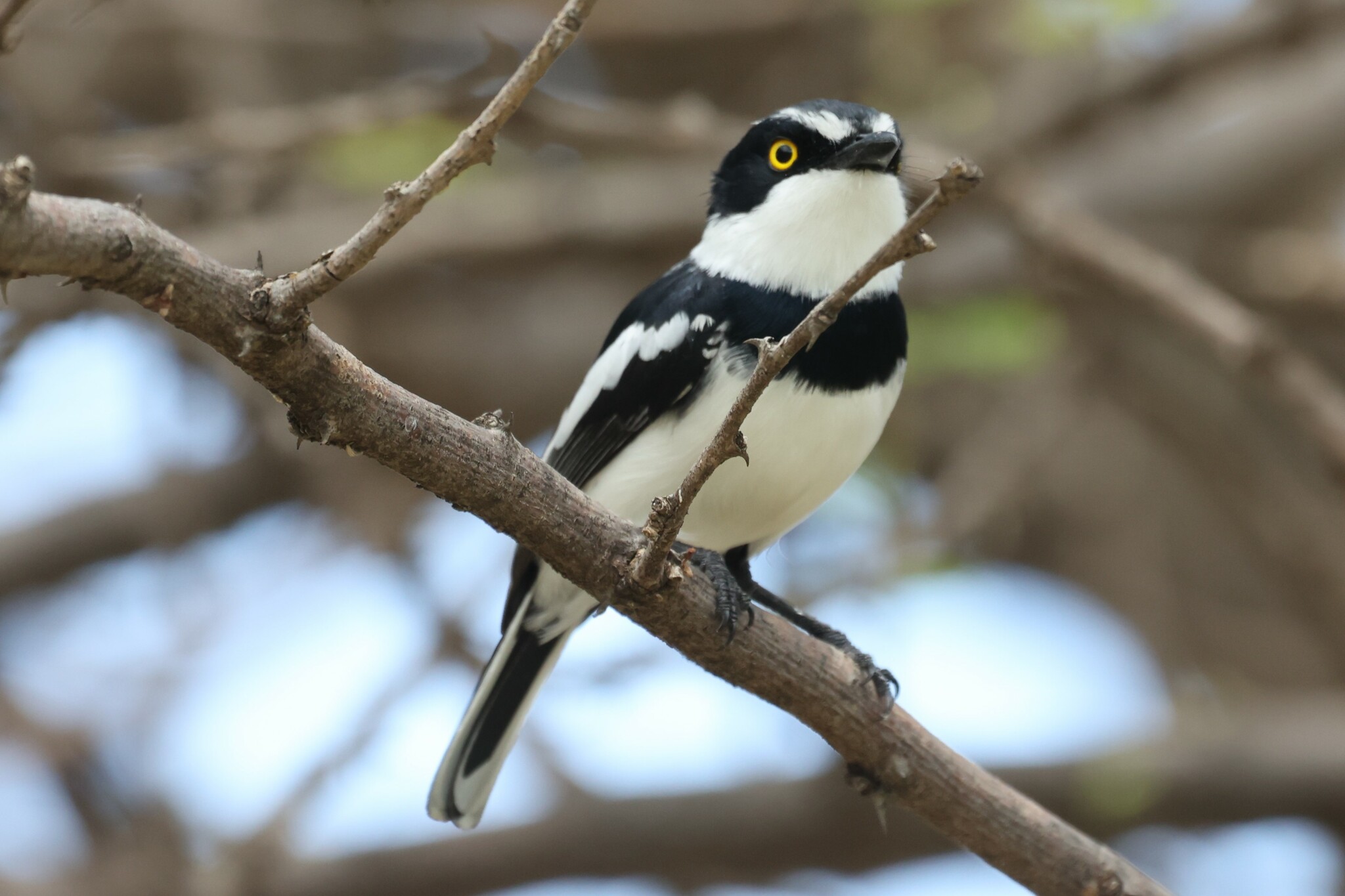 Western Black-headed Batis (Batis erlangeri), photo 2