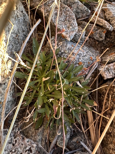 Image of Nevada holmgrenii by (c) Matt Berger, some rights reserved (CC BY)