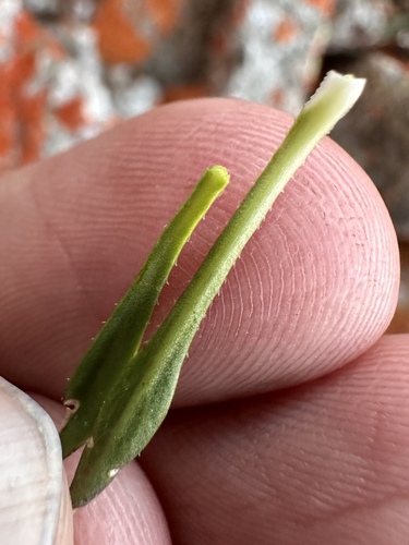 Image of Nevada holmgrenii by (c) Matt Berger, some rights reserved (CC BY)