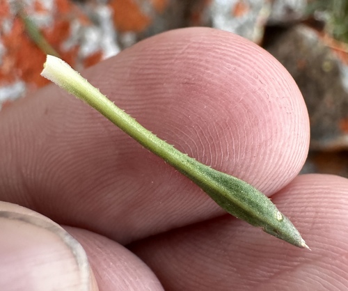 Image of Nevada holmgrenii by (c) Matt Berger, some rights reserved (CC BY)