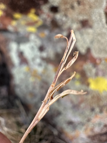 Image of Nevada holmgrenii by (c) Matt Berger, some rights reserved (CC BY)