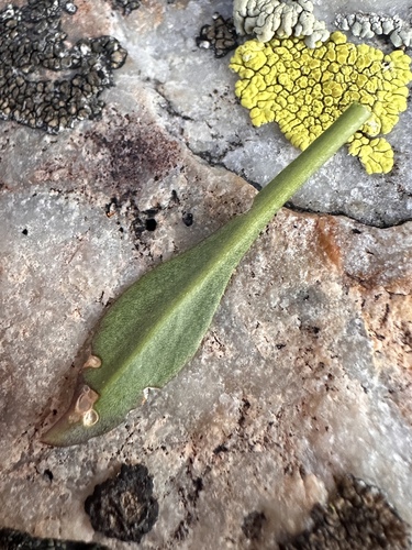 Image of Nevada holmgrenii by (c) Matt Berger, some rights reserved (CC BY)
