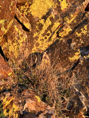 Image of Nevada holmgrenii by (c) Matt Berger, some rights reserved (CC BY)