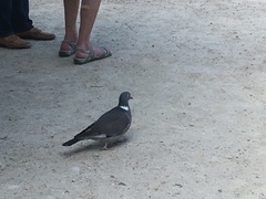 Columba palumbus