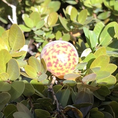 Andricus vacciniifoliae