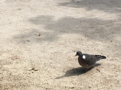 Columba palumbus