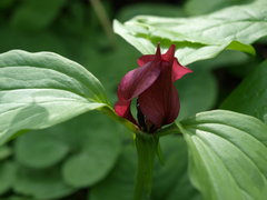 Trillium recurvatum
