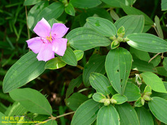 Melastoma candidum