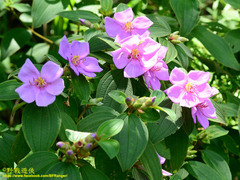 Melastoma candidum