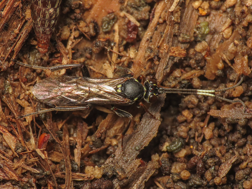 Rhadinodonta flaviger