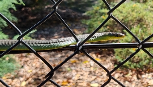 Common Tree Snake sighting