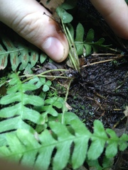 Blechnum polypodioides