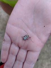 Leptostylus asperatus