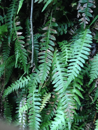 Image of Blechnum polypodioides by no rights reserved