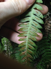 Blechnum polypodioides