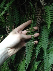 Blechnum polypodioides