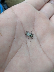 Leptostylus asperatus