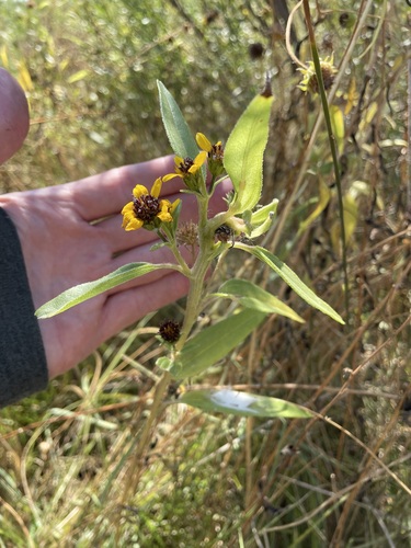 Image of Helianthus paradoxus by (c) Martin Purdy, some rights reserved (CC BY)