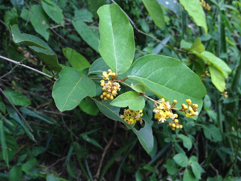 Heteropterys dusenii