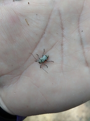 Leptostylus asperatus