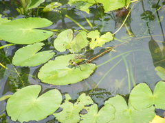 Anax panybeus