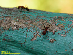 Camponotus habereri