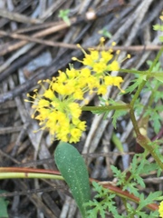 Pseudocymopterus