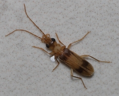 Ditylomorphula subfasciata