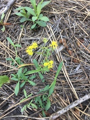 Pseudocymopterus