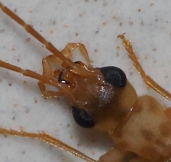 Ditylomorphula subfasciata