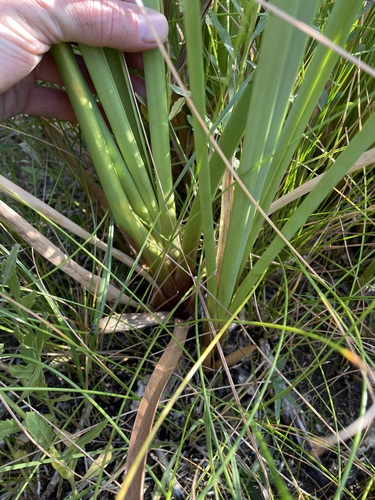 Image of Cladium californicum by (c) Martin Purdy, some rights reserved (CC BY)