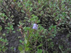 Lindernia procumbens