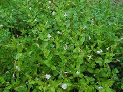 Lindernia procumbens