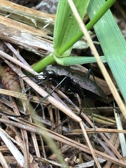 Apterodela unipunctata