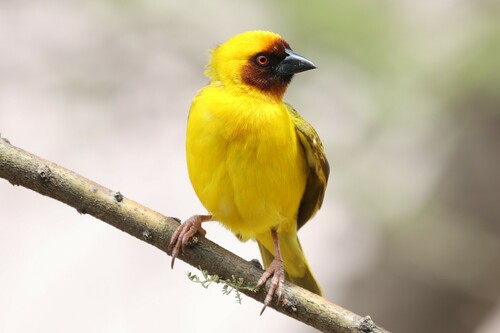 Rüppell's Weaver (Ploceus galbula), photo 3