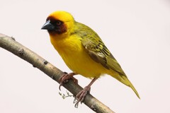 Rueppell's Weaver photo 2