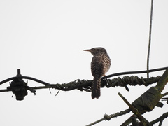 Fasciated Wren photo 4