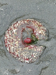 Cribrinopsis albopunctata