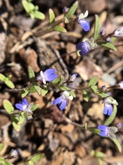 Collinsia torreyi