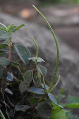 Peperomia increscens