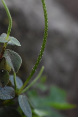 Peperomia increscens