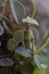 Peperomia increscens
