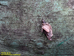 Psychidae