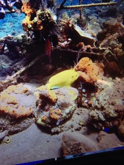 Apolemichthys trimaculatus